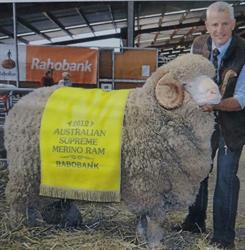Towalba Merino Stud