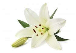 Meyer & Albert Funeral Directors