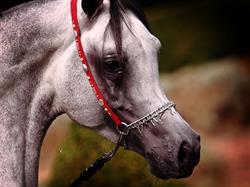 Forest Hill Stud