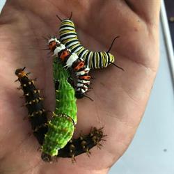 Batchelor Butterfly Farm Cafe Restaurant & Bird & Butterfly Sanctuary