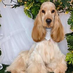 The Pet Stylist