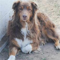 Country Stay Pet Boarding