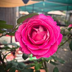 WillEms Nursery
