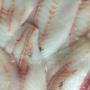 Fresh Orange Roughy Fish Fillet