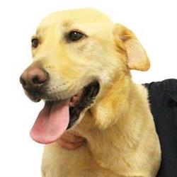 Woombye Veterinary Surgery