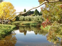 Cradle Coast Olives