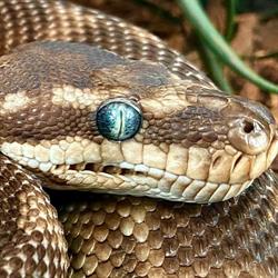 Armadale Reptile & Wildlife Centre