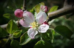 Appelinna Hills Orchard