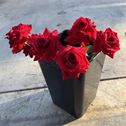 Stems Flower Market