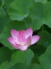 Lotus Oriental Therapies