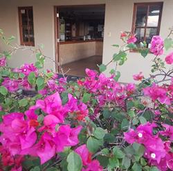 Pinelli Wines