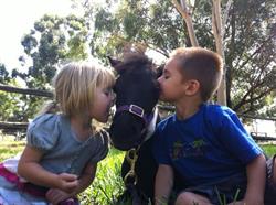 Murray Veterinary Services Pty Ltd