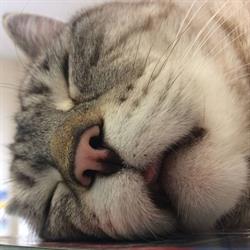 Pawprint Veterinary Practice