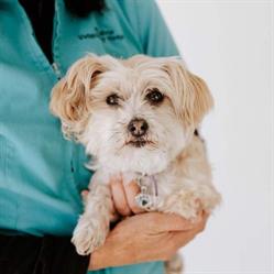 Brudine Veterinary Hospital