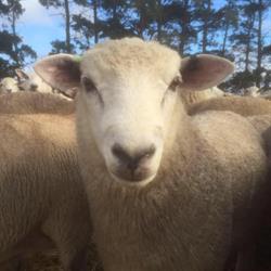 Murnong Farming