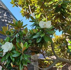 South Yarra Presbyterian Church