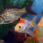 Uploaded by visitor on 25/7/2017 - Goolwa Garden Supplies aquarium