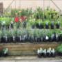 Uploaded by visitor on 25/7/2017 - Goolwa Garden Supplies plants