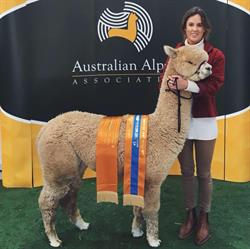 Forestglen Alpaca Stud