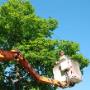 Commercial Tree Lopper Mornington Peninsula