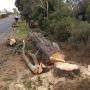Dangerous radiata pines removed in Leongatha