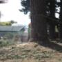 Removal of pine trees on the Frankston Golf course.