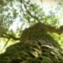 Qualified Arborists for arborists reports.