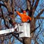 Tree Lopper Melbourne