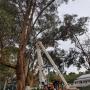 We can organise the permits making your tree removal hassle free.