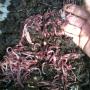 Compost worms