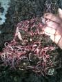 Compost worms