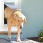 Dog and Cat doors