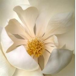 Magnolia Flowers