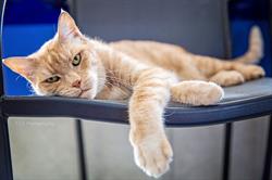 Warwick Veterinary Hospital