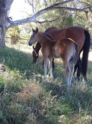 Seven Creeks Equine Veterinary Clinic Pty Ltd