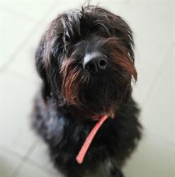 Yarrawonga Pet Resort