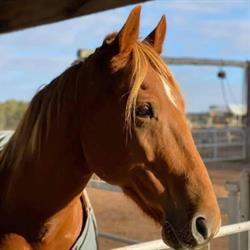 Grampians Horse Riding Centre