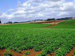 Cummaudo Farms Pty Ltd