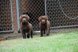 Australian Pet Boarding K9 Specialist Training Centre