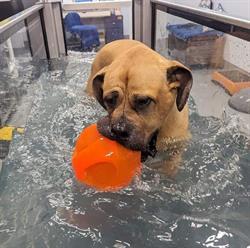 Active Pet Rehabilitation