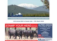Alpine Angus