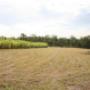 Cane Farm