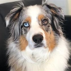Animal Eye Care