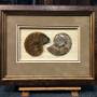 Uploaded by visitor on 29/11/2015 - Ammonite fossil framed in shadow box