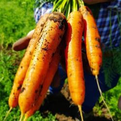 Bauer's Organic Farm