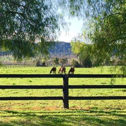 Barwon Equine Hospital
