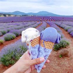 The Bridestowe Estate Lavender Farm