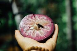 Cape Trib Exotic Fruit Farm b & b