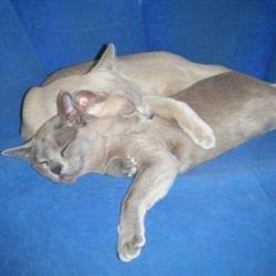 Carmichael's Cattery