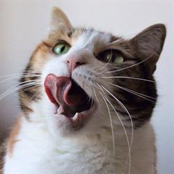 Curtin Cat Care